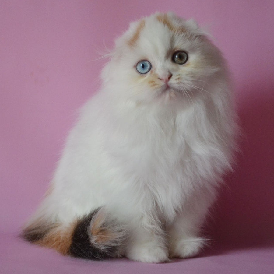 Selena Scottish Fold female, black tortie van