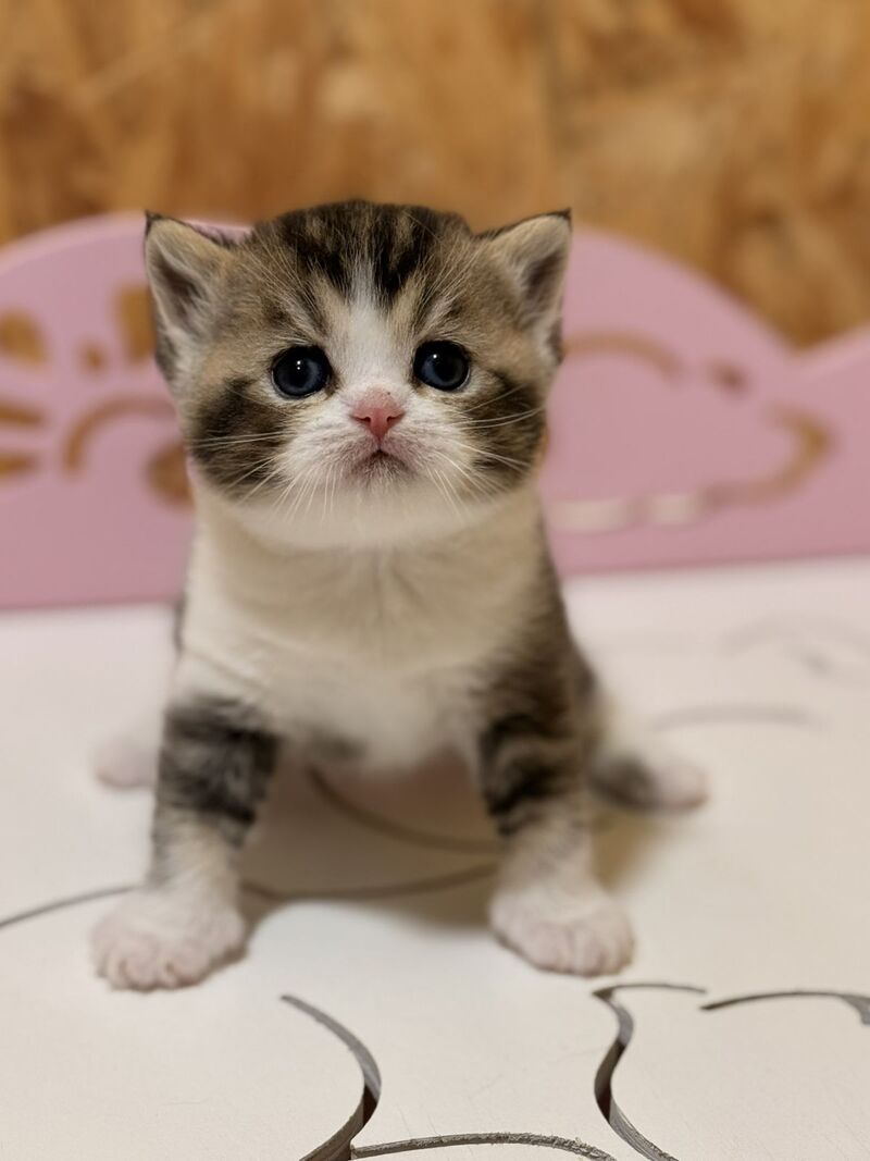 Fan Fan Scottish Straight male, black ticked tabby bicolour