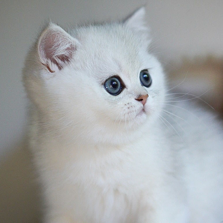 Charm British Shorthair male, black silver shaded