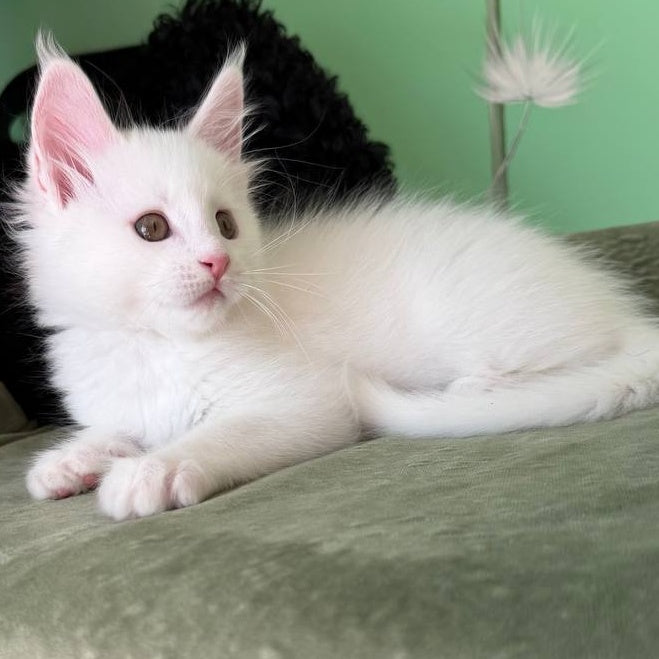 Ariel Maine Coon male, white