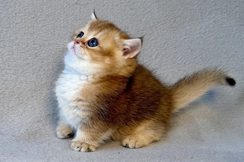 Lumiq Munchkin male black golden ticked tabby - live animals