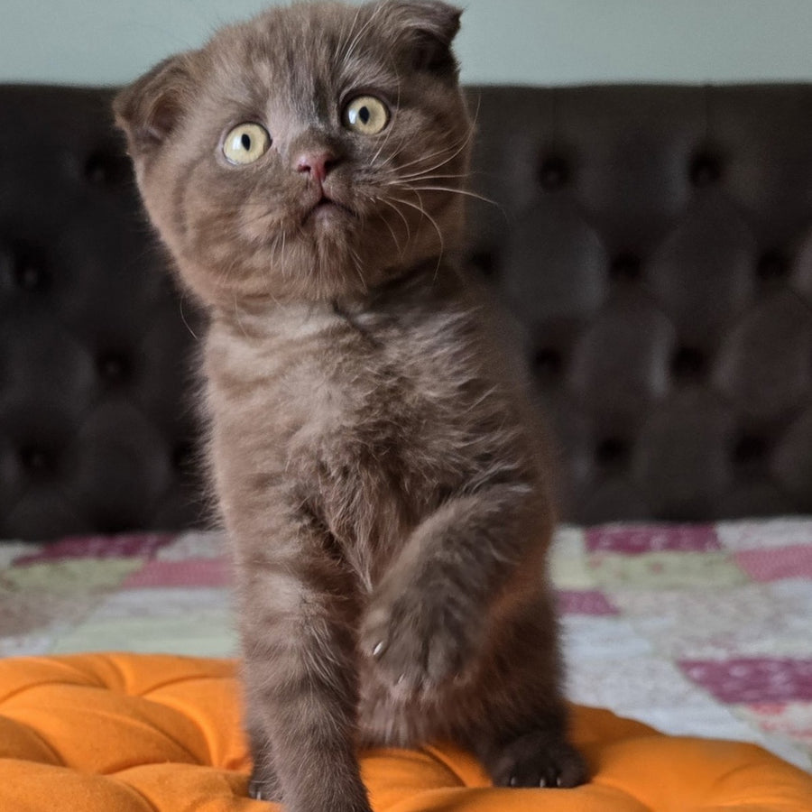 Cookie Scottish Fold male, chocolate