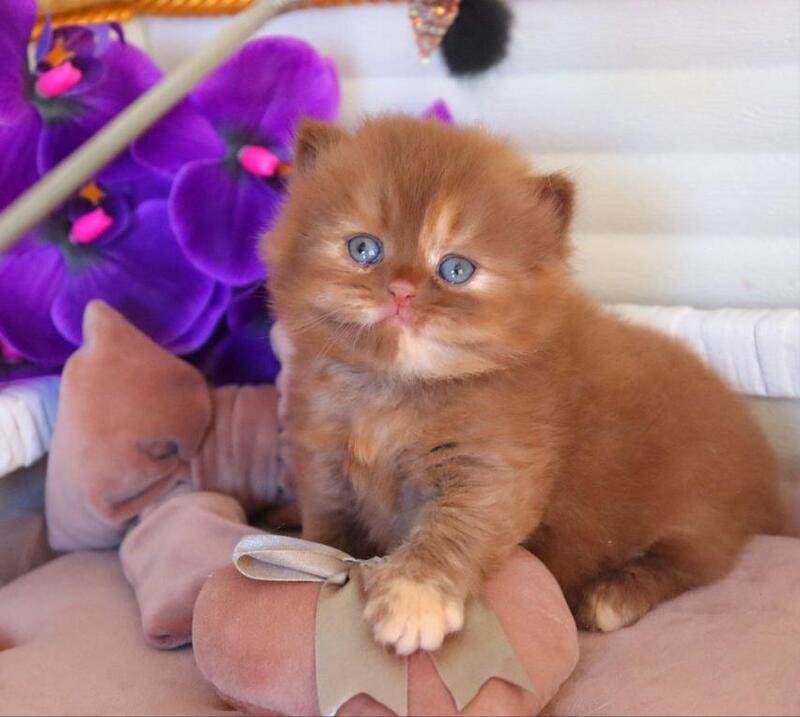 Rina British Longhair female cinnamon tortie - live animals