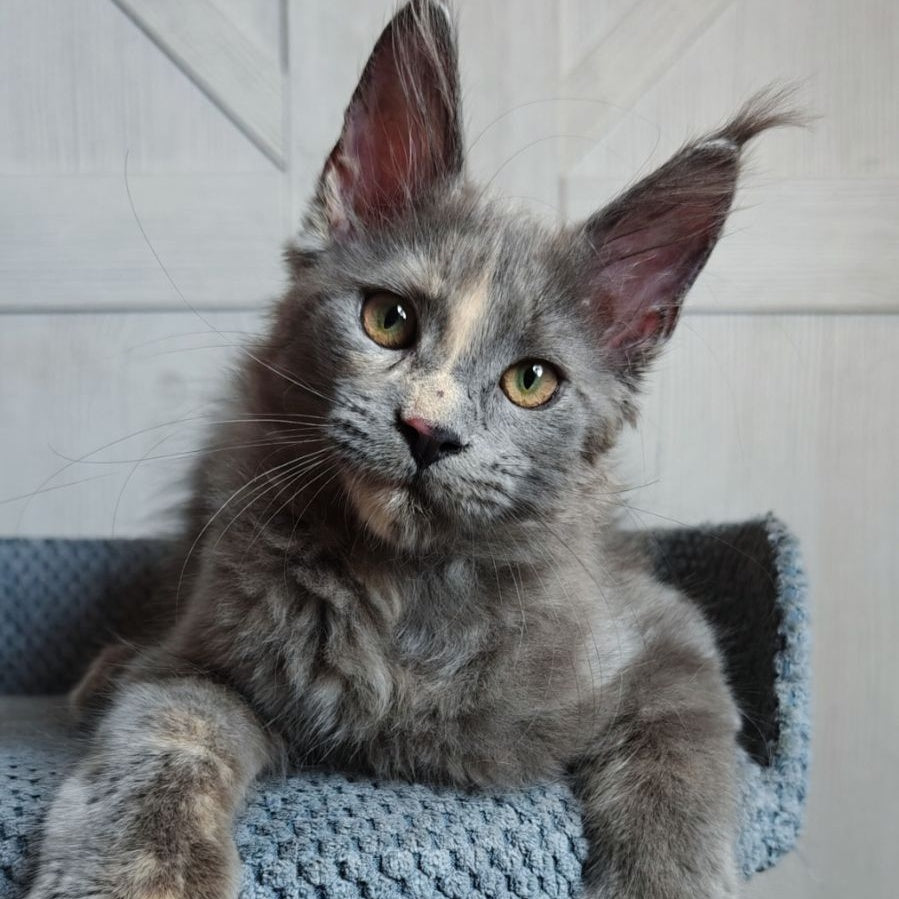 Buttercup Maine Coon polydactyl 5x6x6x6 female, blue tortie