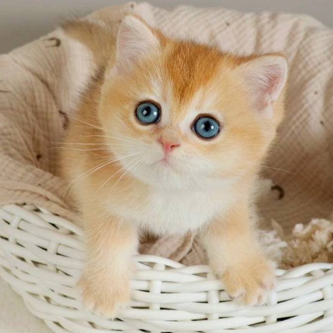 Yan British Shorthair male, black golden chinchilla