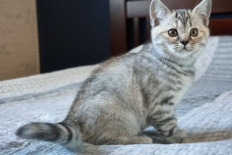 Jakonda Scottish Straight female, black tortie silver spotted tabby