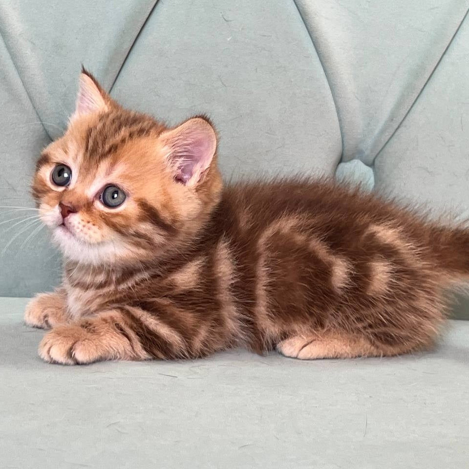 Luntik Munchkin male, chocolate tabby