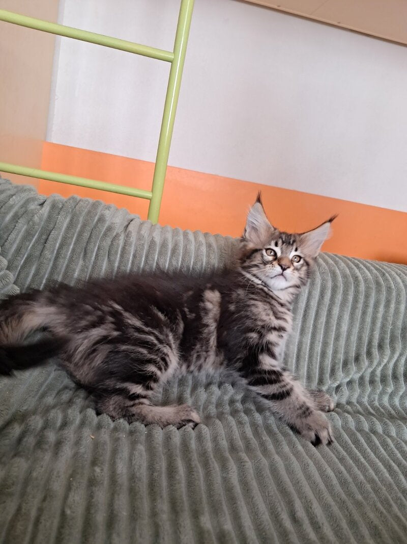 X-Archi Maine Coon male, black tabby