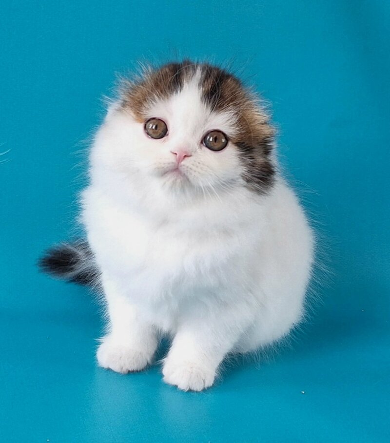 Xenia Scottish Fold female, black tabby van