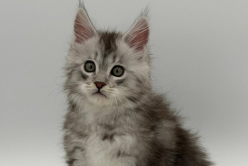 Mirage Maine Coon male, blue silver with white