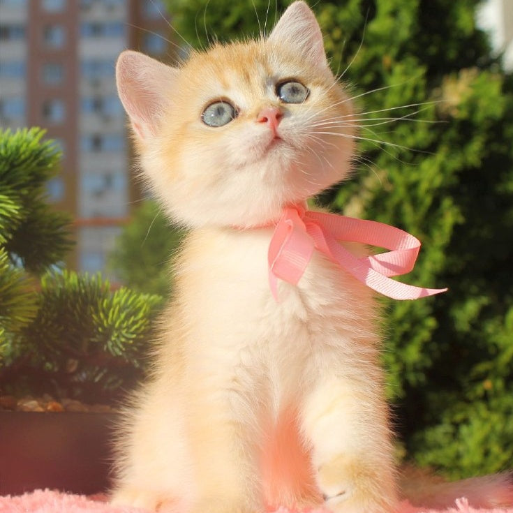 Hanna British Shorthair female, black golden chinchilla
