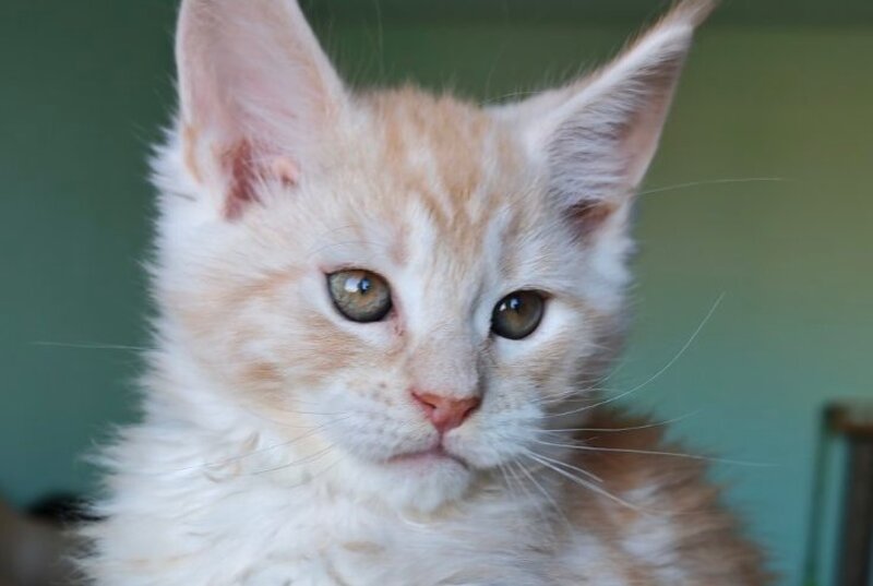 Govard Maine Coon male, red silver tabby