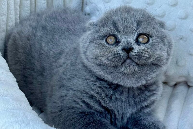Tokyo Scottish Fold male, blue