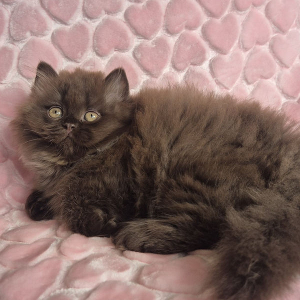 David British Longhair male, chocolate