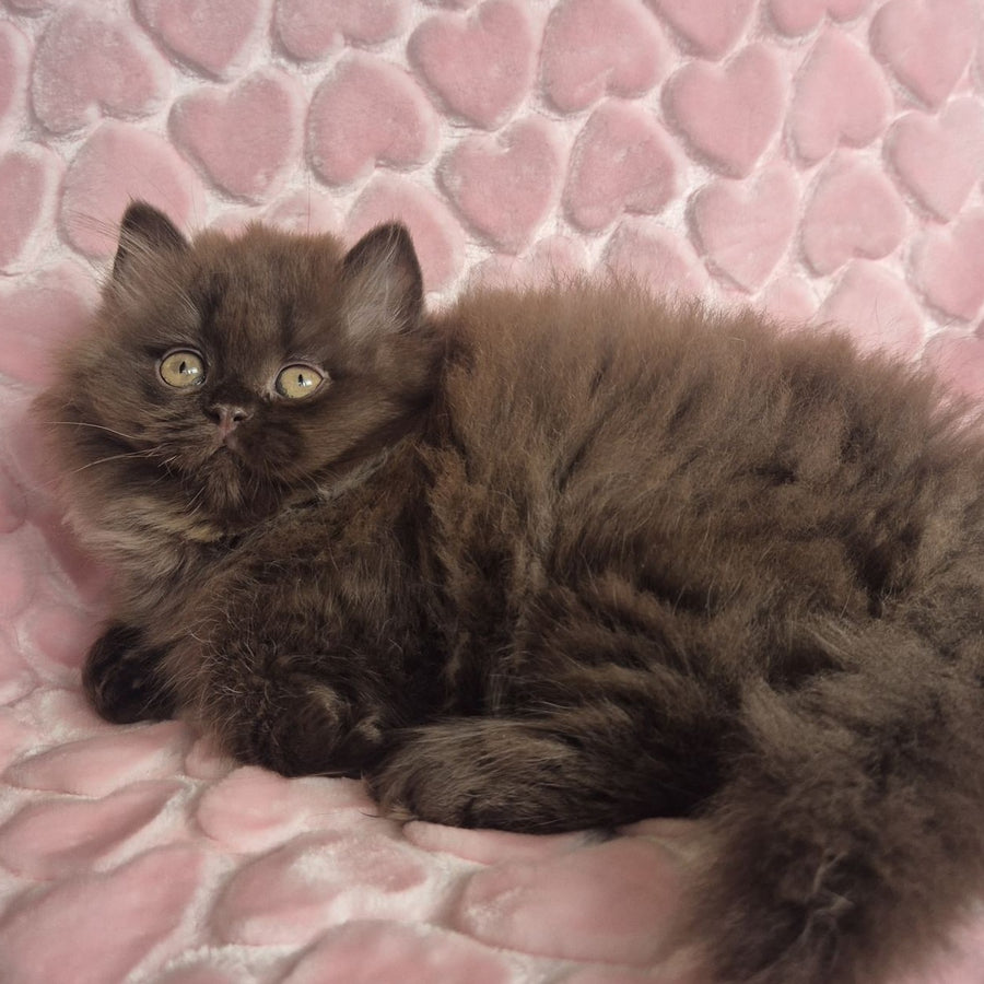 David British Longhair male, chocolate