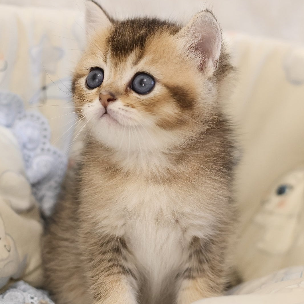 Eleon Scottish Straight male, black golden ticked tabby