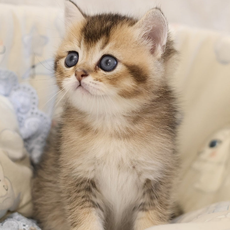 Eleon Scottish Straight male, black golden ticked tabby