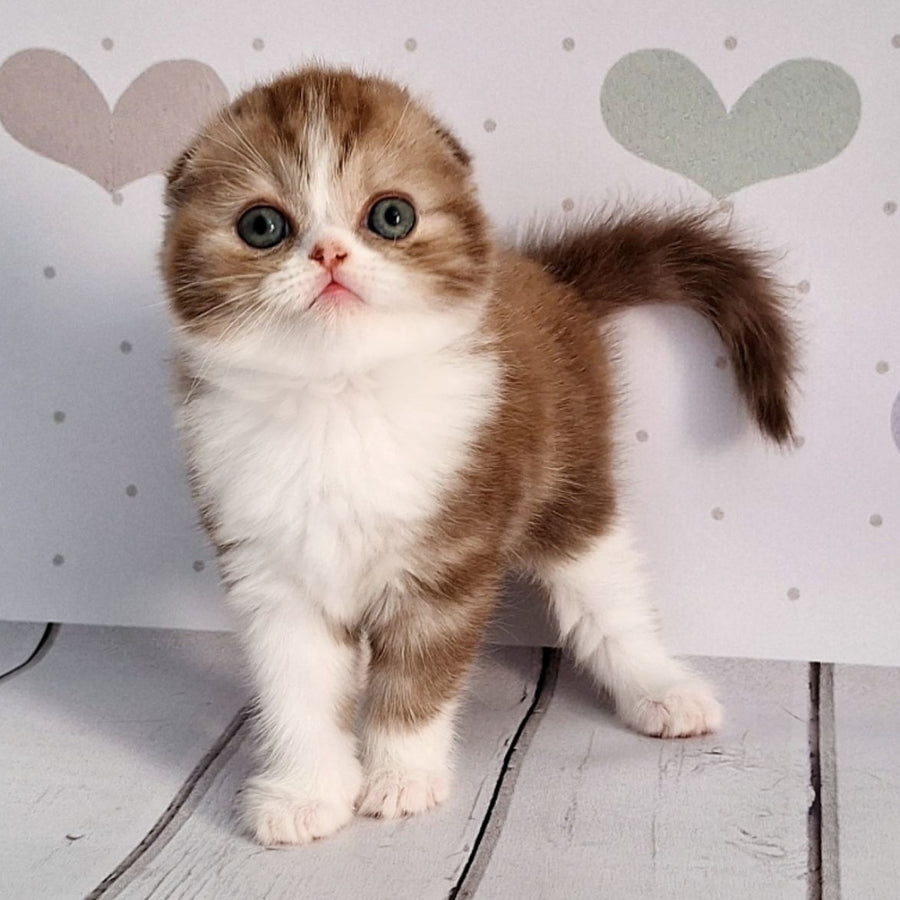 Angel Scottish Fold male, chocolate silver bicolour