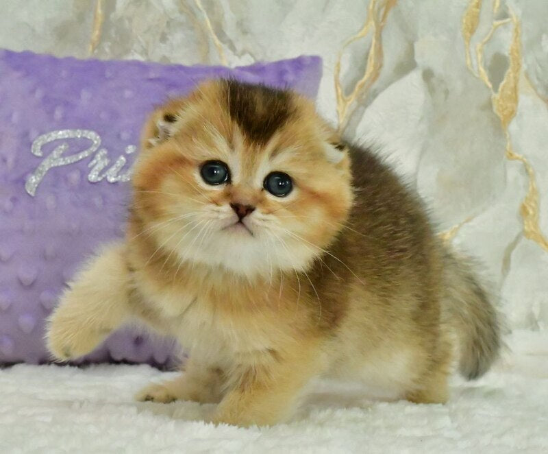 Joseph Scottish Fold male, black golden ticked tabby
