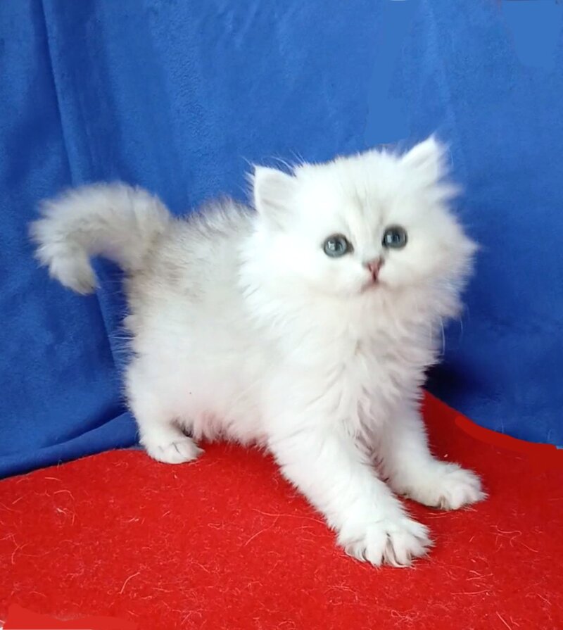 Milena Persian female, black silver shaded