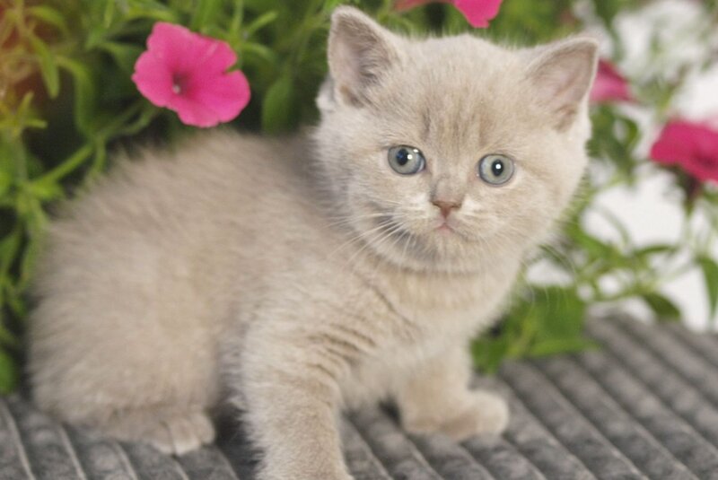 Ollie British Shorthair male, lilac