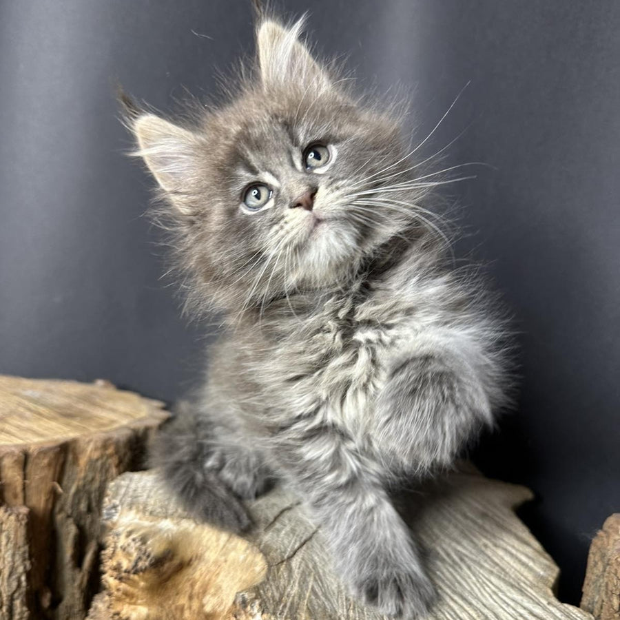 Sony Maine Coon female, blue silver ticked tabby