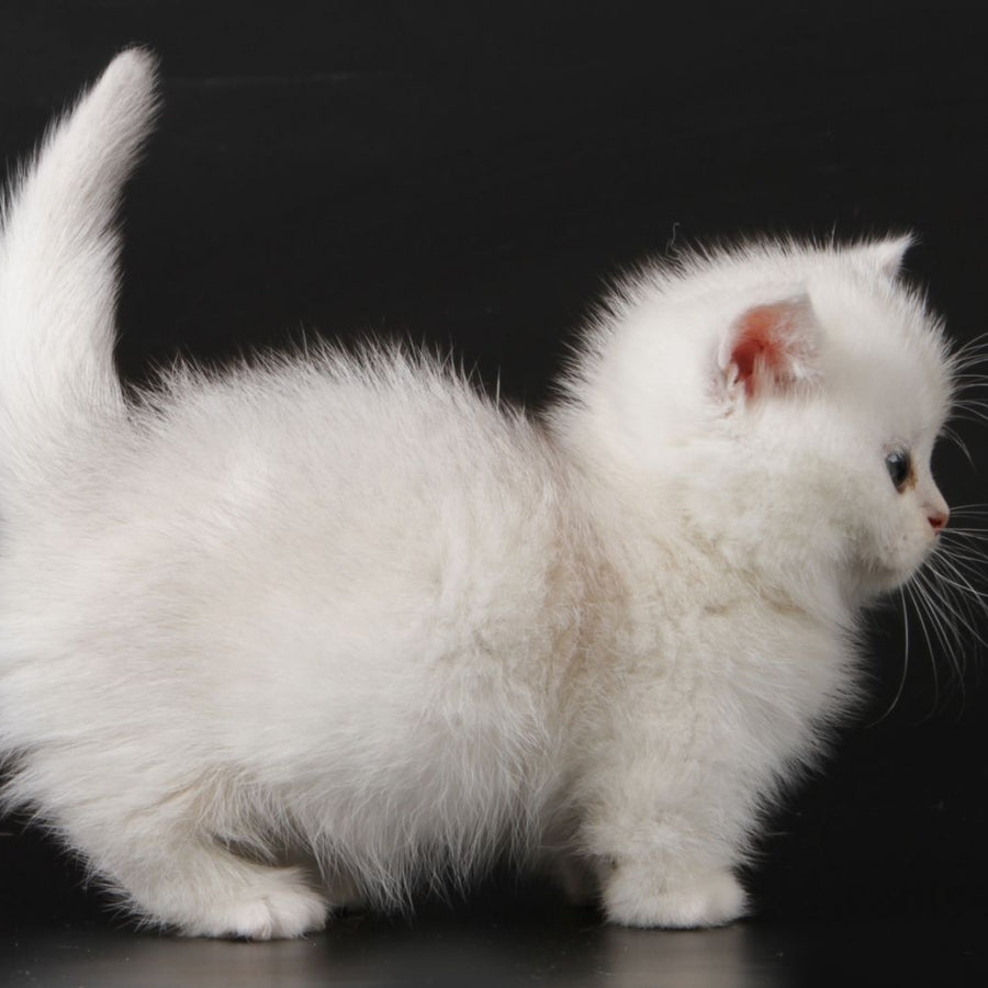 Xevan Munchkin male, black silver shaded