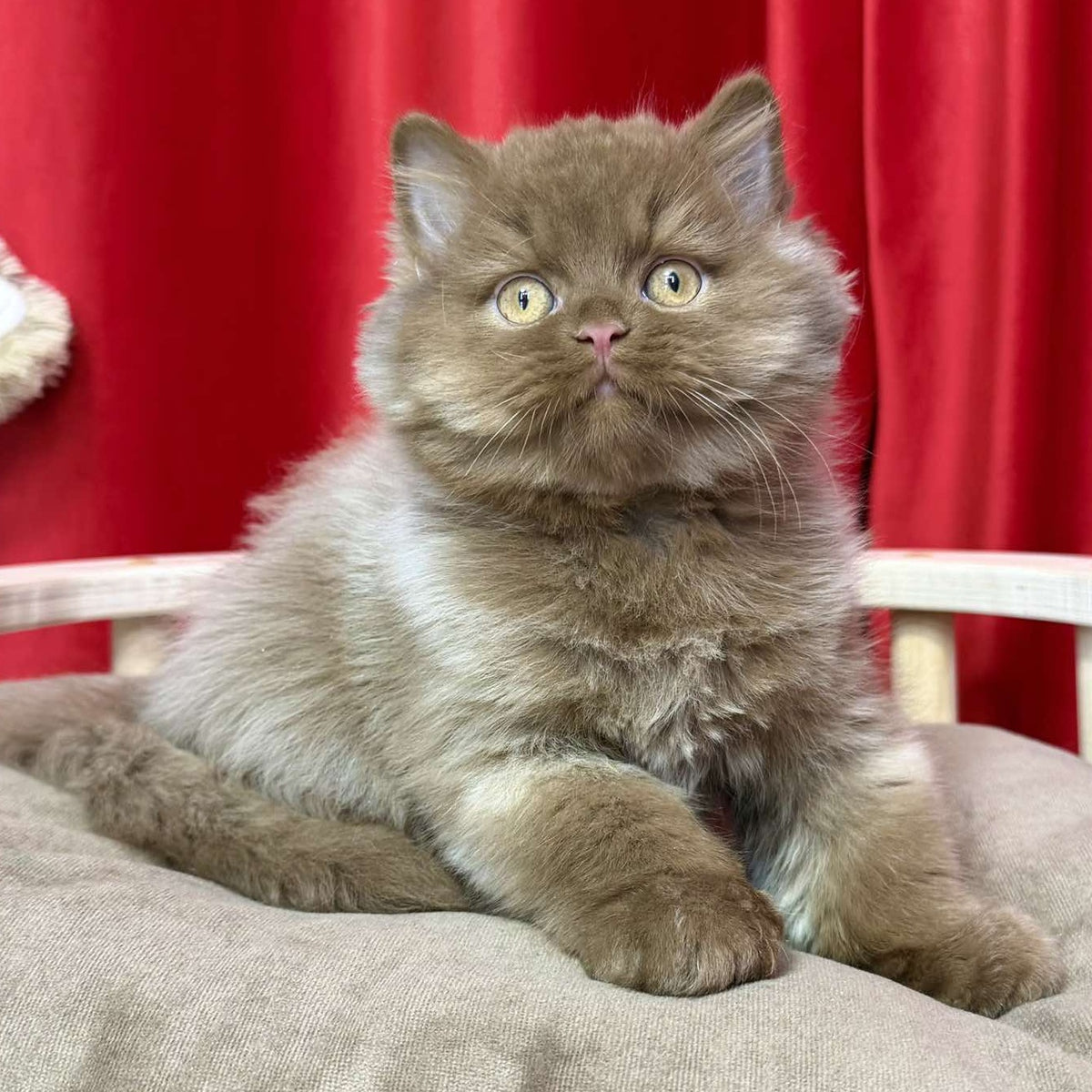 Ponchik British Longhair male, cinnamon