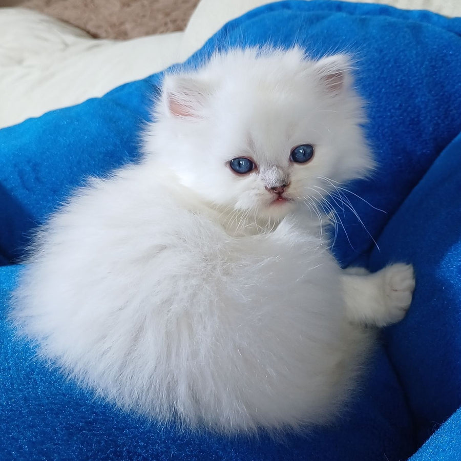 Crystal Scottish Straight male, black silver shaded pointed