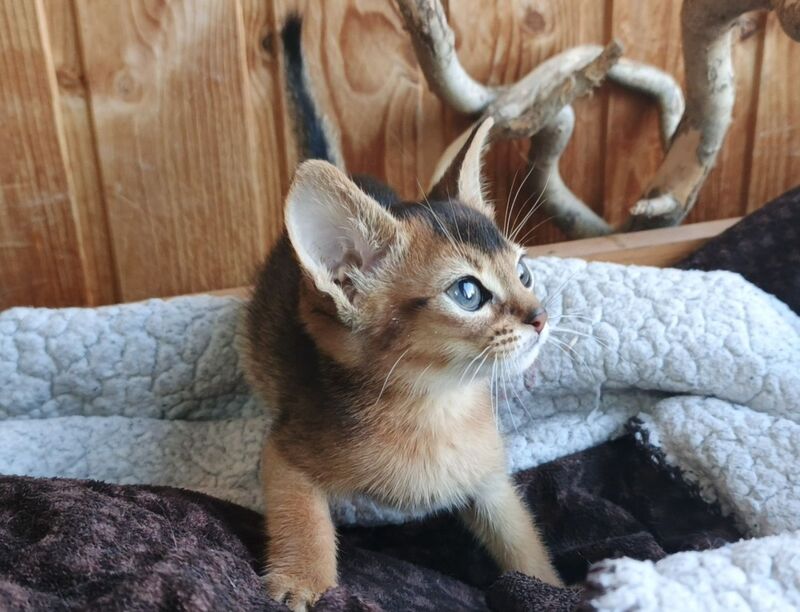 Grace Abyssinian female ruddy - live animals