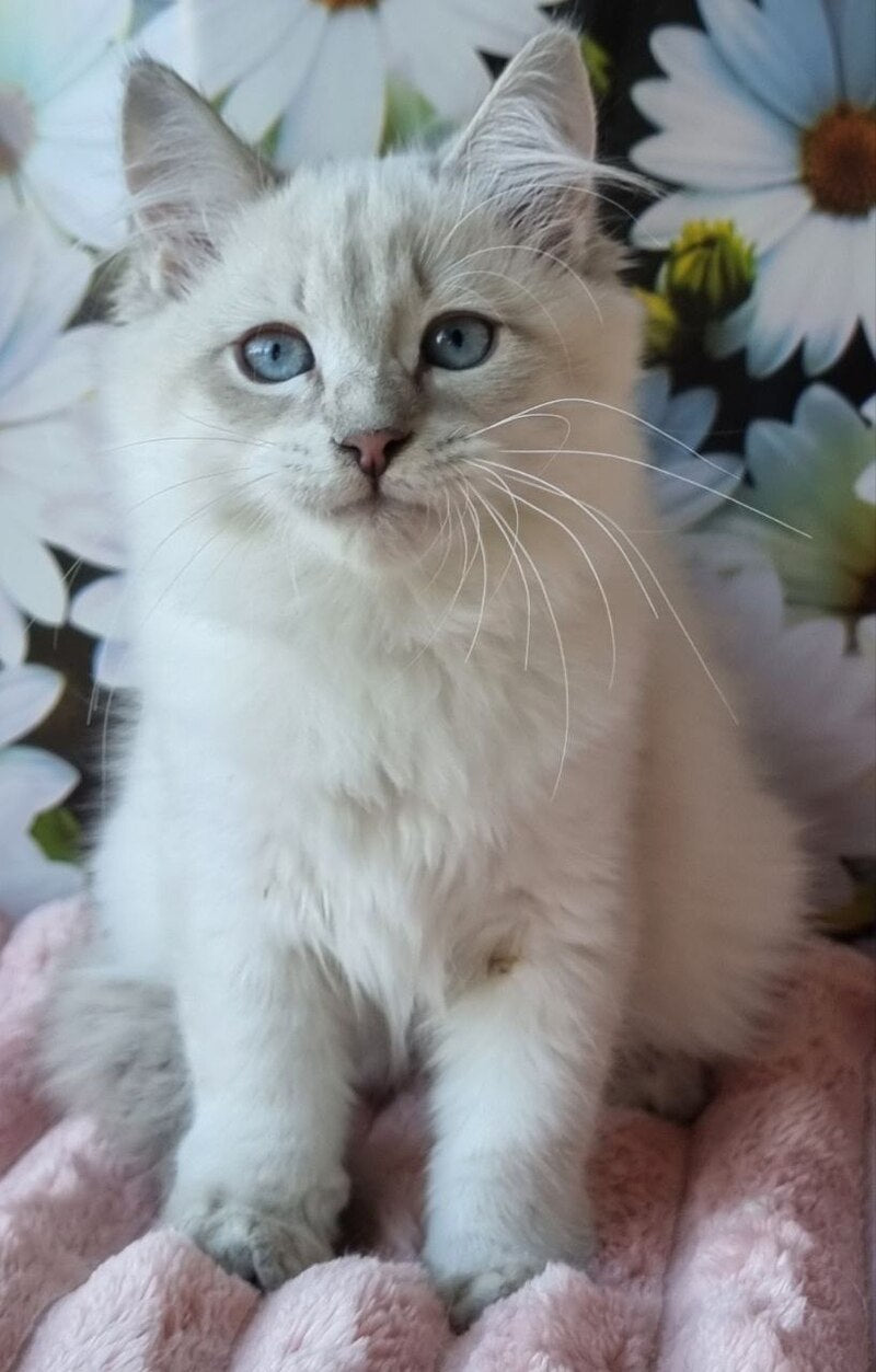 Rainy Siberian female, blue tabby pointed with white