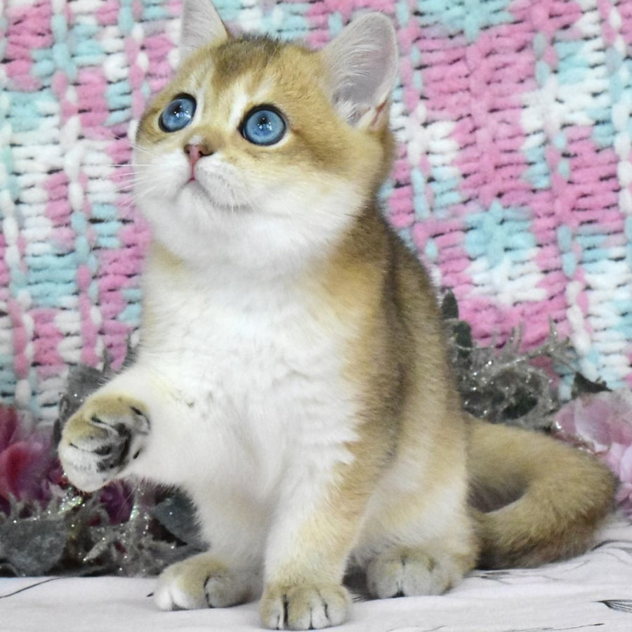 Hardy British Shorthair male, black golden shaded