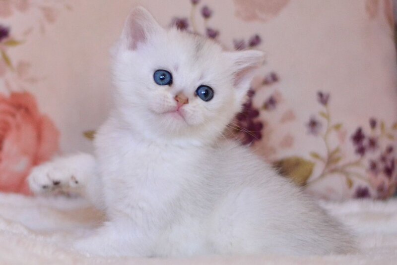 Zefir British Shorthair male, black silver shaded