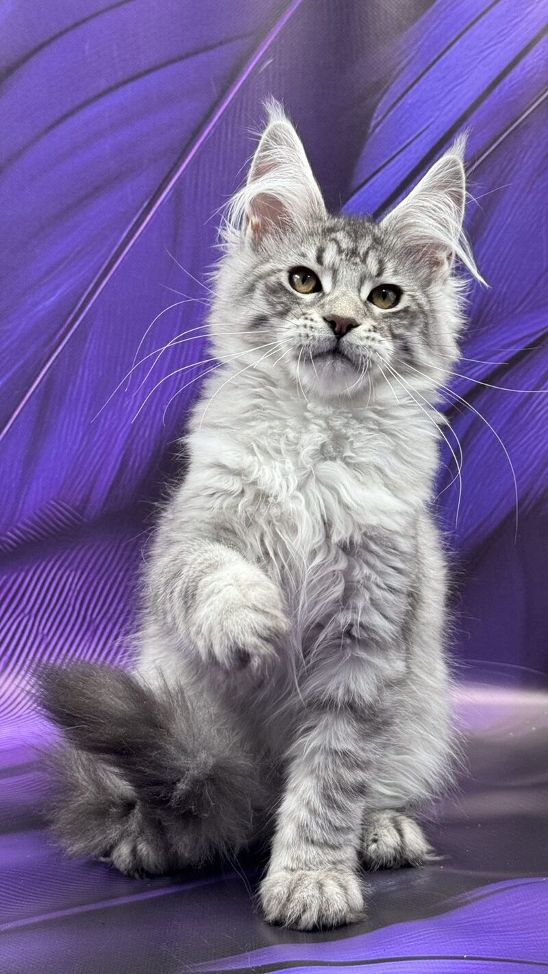 Marcel Maine Coon male, black silver tabby