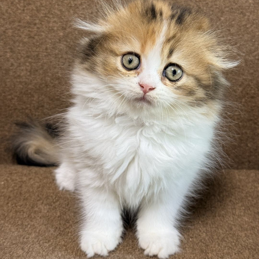 Carmelita Scottish Fold female, black tortie bicolour