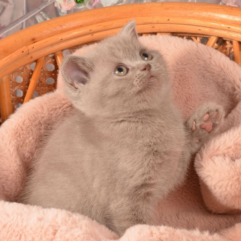 Olivka Scottish Straight female, lilac