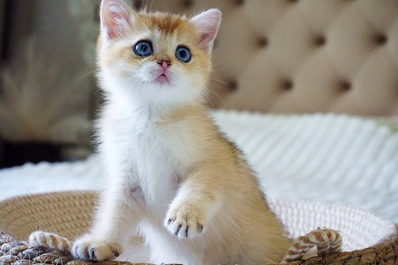 Grayson British Shorthair male, black golden shaded with white