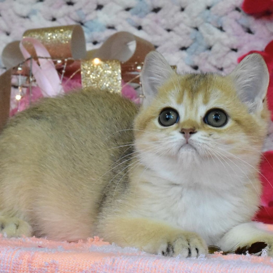 Holly British Shorthair female, black golden shaded
