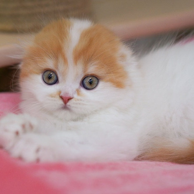 Vivienne Scottish Fold female, red tabby van