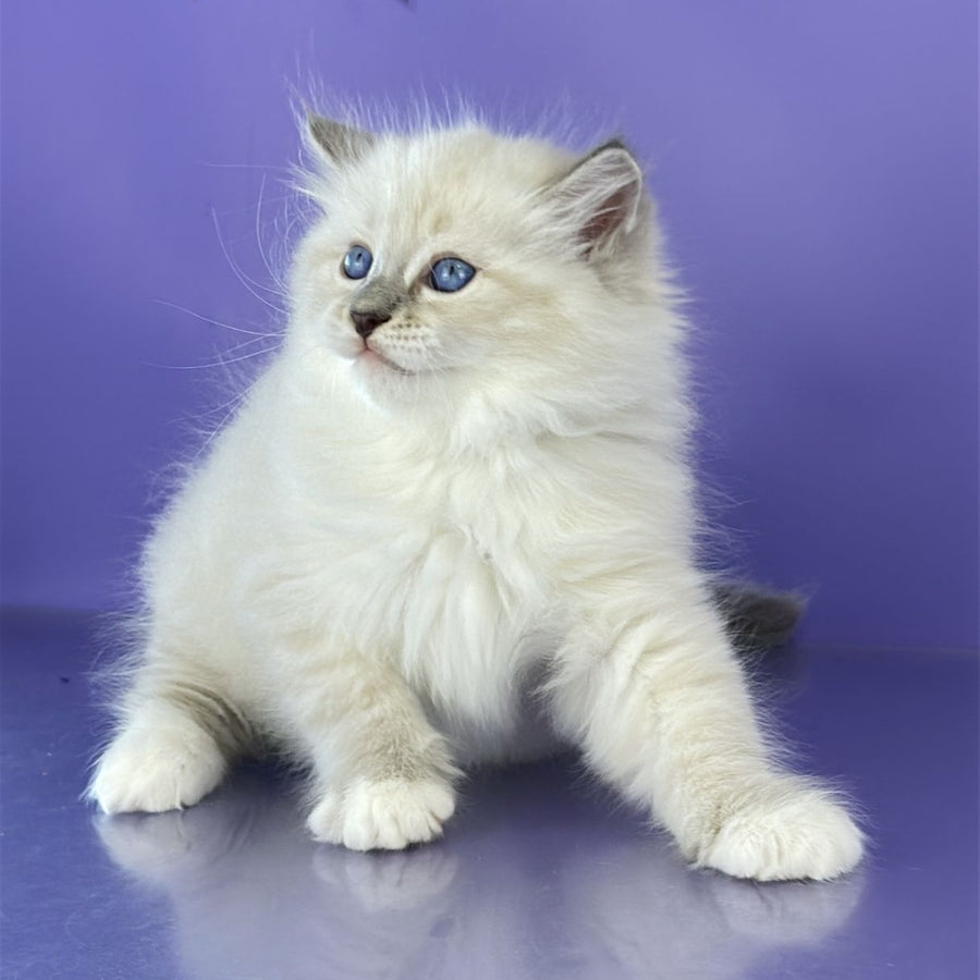 Zephire Siberian male, blue tabby pointed with white