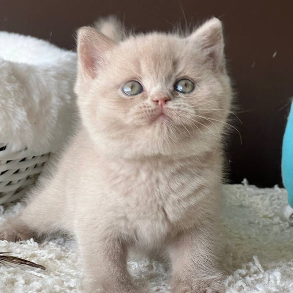 Pamela British Shorthair female, fawn