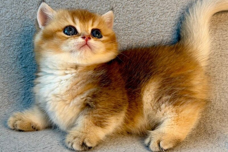 Lumiq Munchkin male black golden ticked tabby - live animals