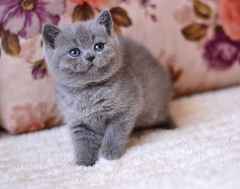 Emma British Shorthair female blue - live animals