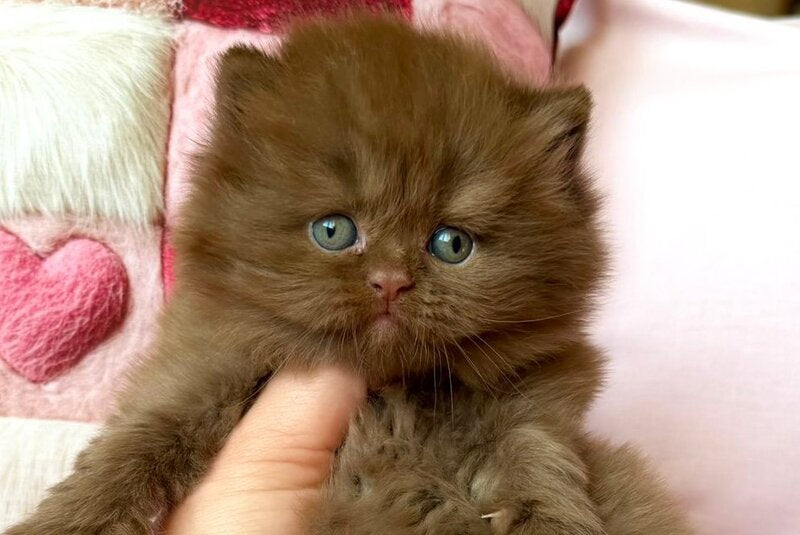 Feofaniya British Longhair female cinnamon - live animals