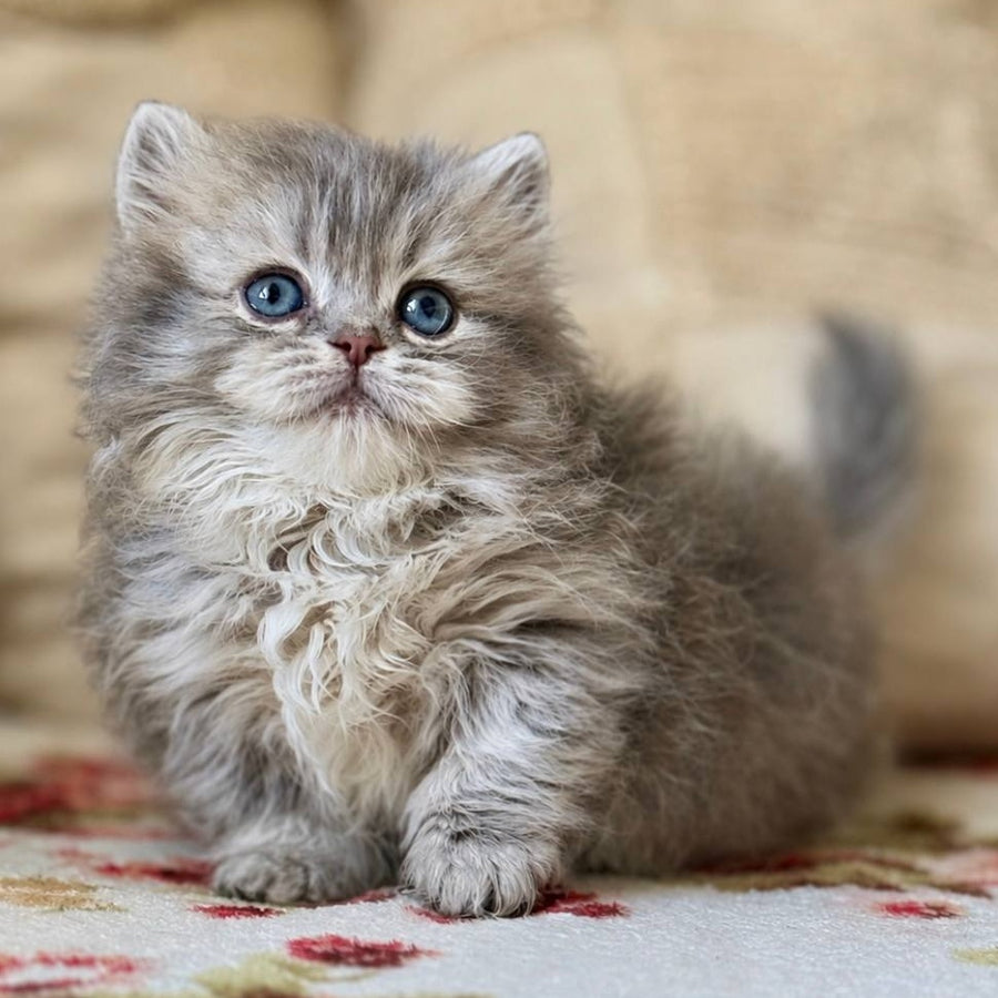Sandra Munchkin female, blue ticked tabby