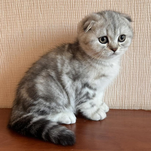 Shanti Scottish Fold female, black silver tabby
