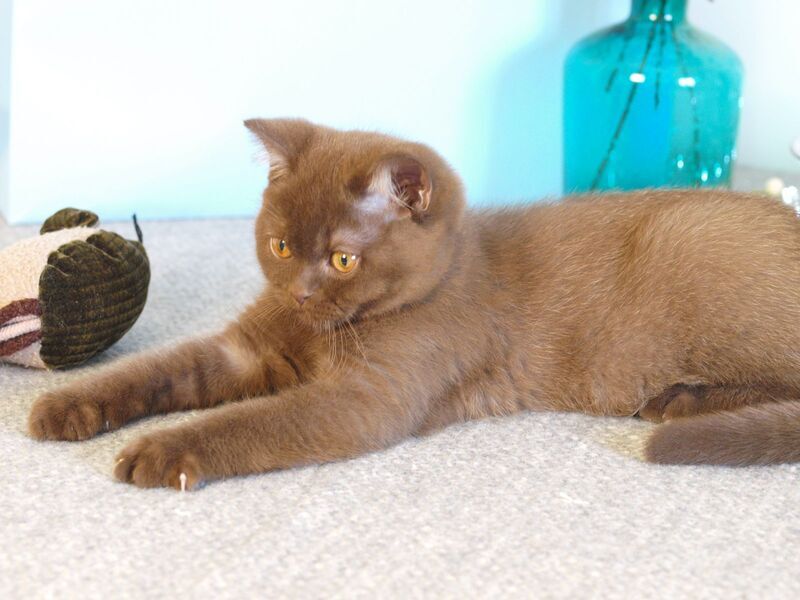 Neo British Shorthair male chocolate - live animals