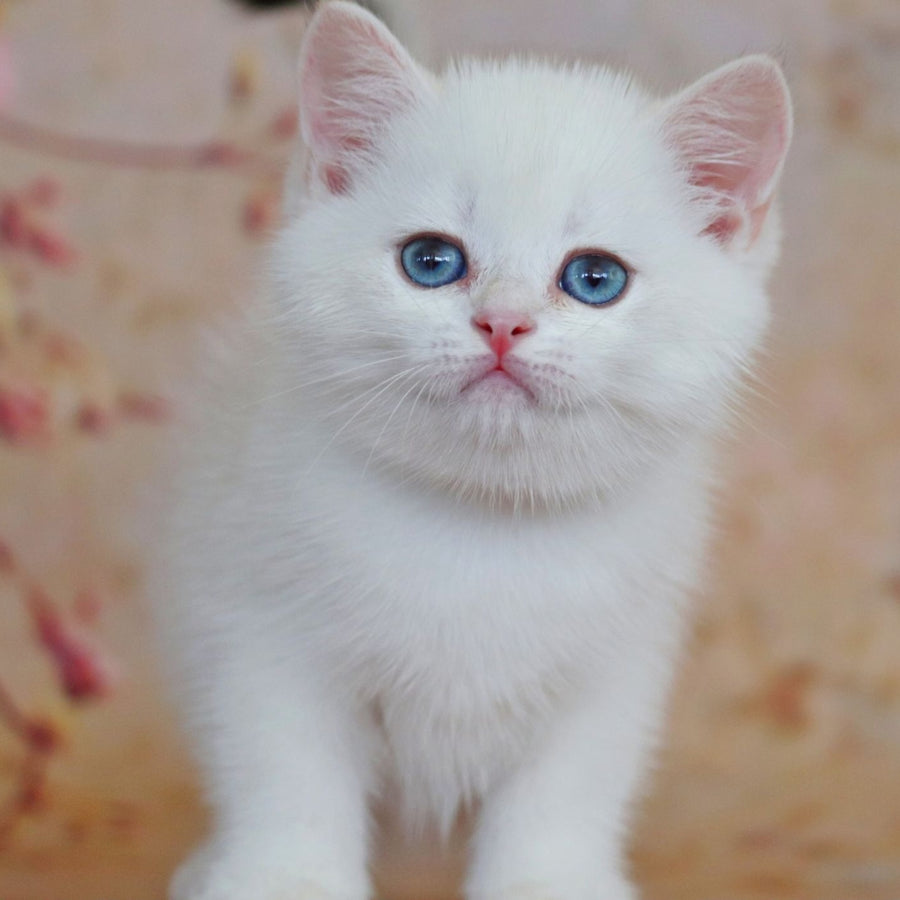 Yanis British Shorthair male, black golden chinchilla pointed