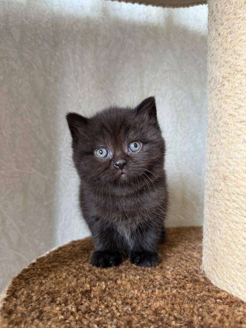 Barny Scottish Straight male black - live animals
