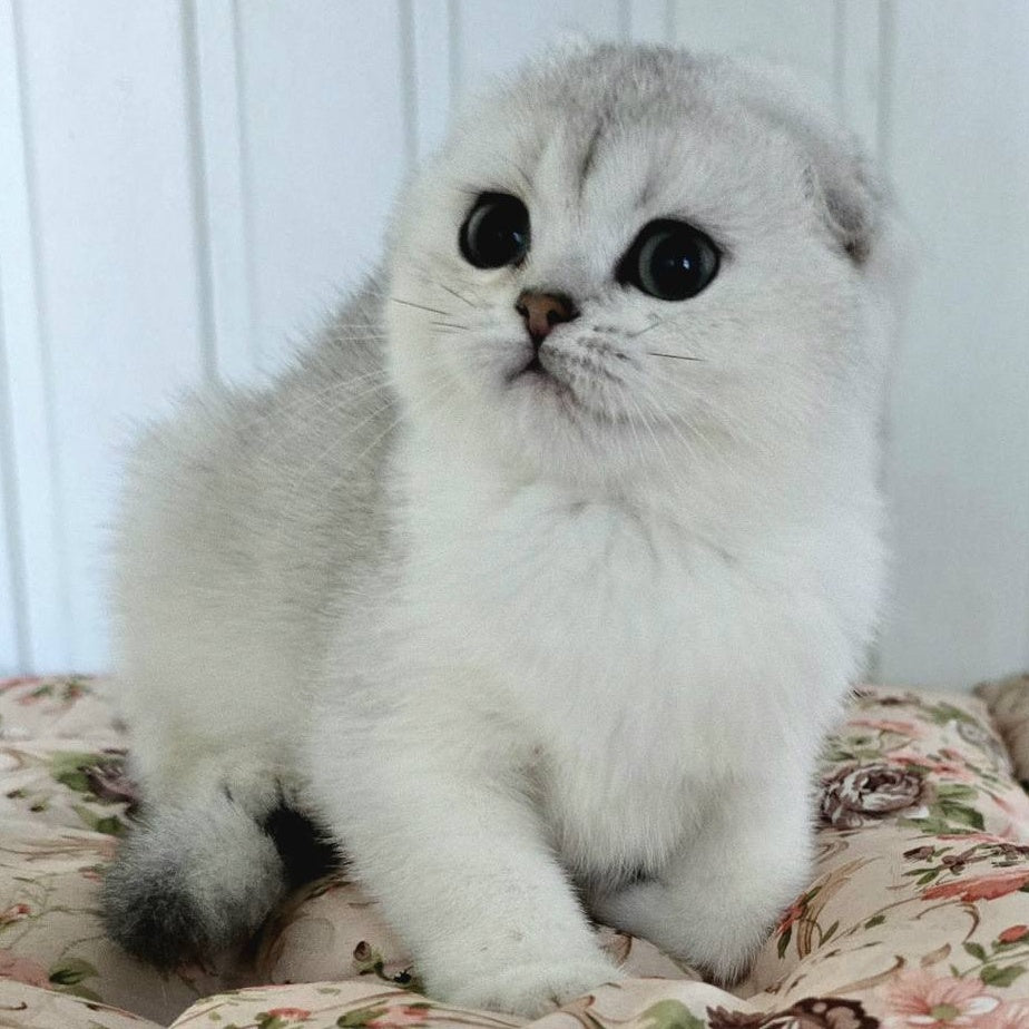 Yahidka Scottish Fold female, black silver shaded